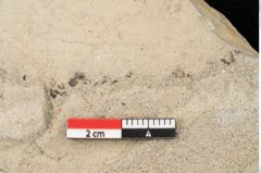 Foto (Detailansicht) von Mespilus germanica Linne (NHMW-GEO-2024-0188-15013)